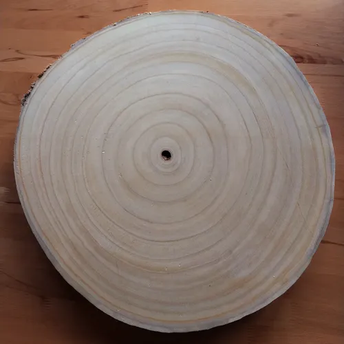 Aufnahme einer Baumscheibe in Querschnitt von Paulownia Holz. Jahresringe 1 bis 3cm stark, sehr gut erkennbar